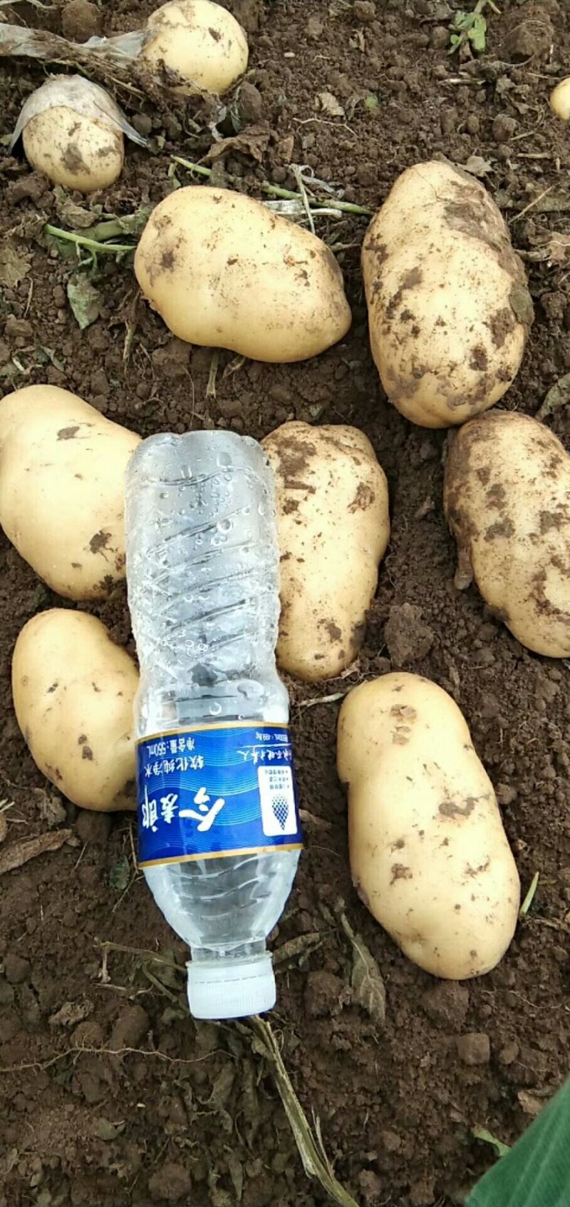黄心91-12白菜