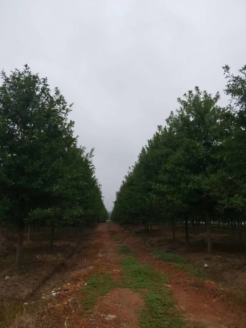 南京千亩娜塔栎基地，2~20公分精品娜塔栎，量大价优