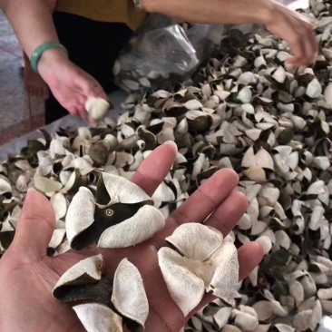 青皮陈皮三花青皮新货干货当年新鲜上市纯干货