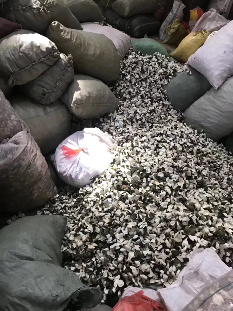 青皮陈皮三花青皮新货干货当年新鲜上市纯干货