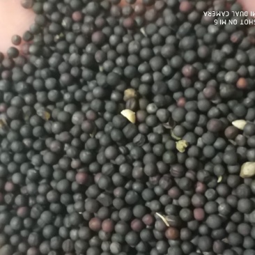 呼伦贝尔2022年六月销售新油菜籽，高含油，味香。