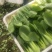 【热卖推荐】精品上海青常年供应质量保证一手货源全国发货
