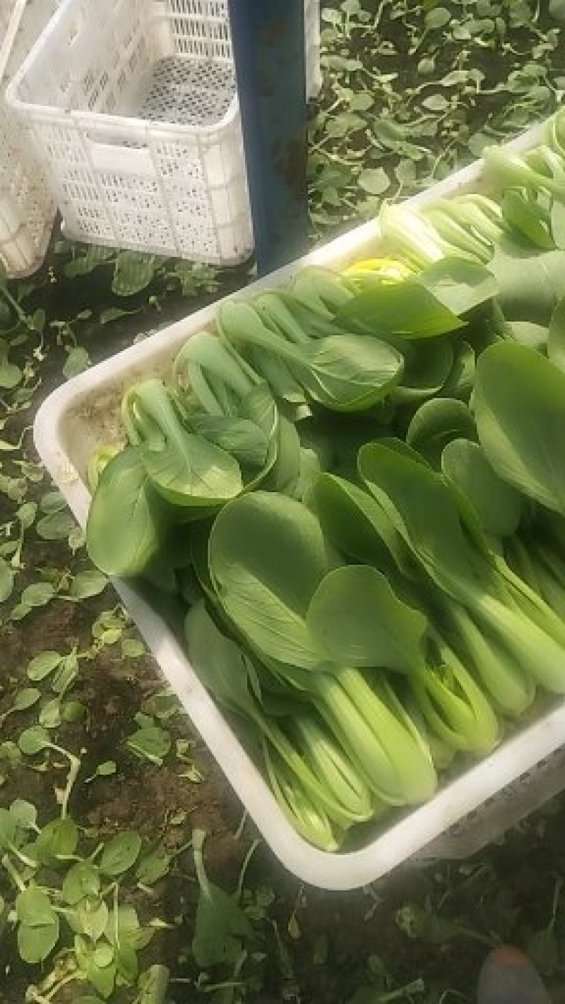 【热卖推荐】精品上海青常年供应质量保证一手货源全国发货