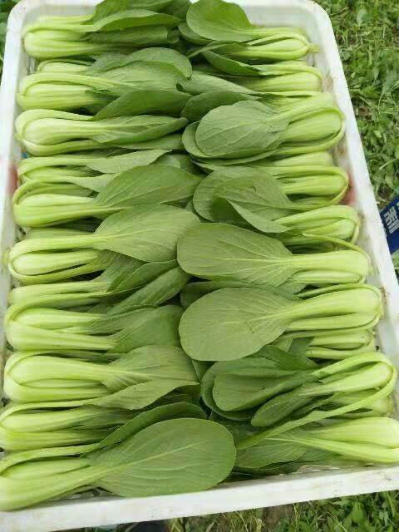 【热卖推荐】精品上海青常年供应质量保证一手货源全国发货
