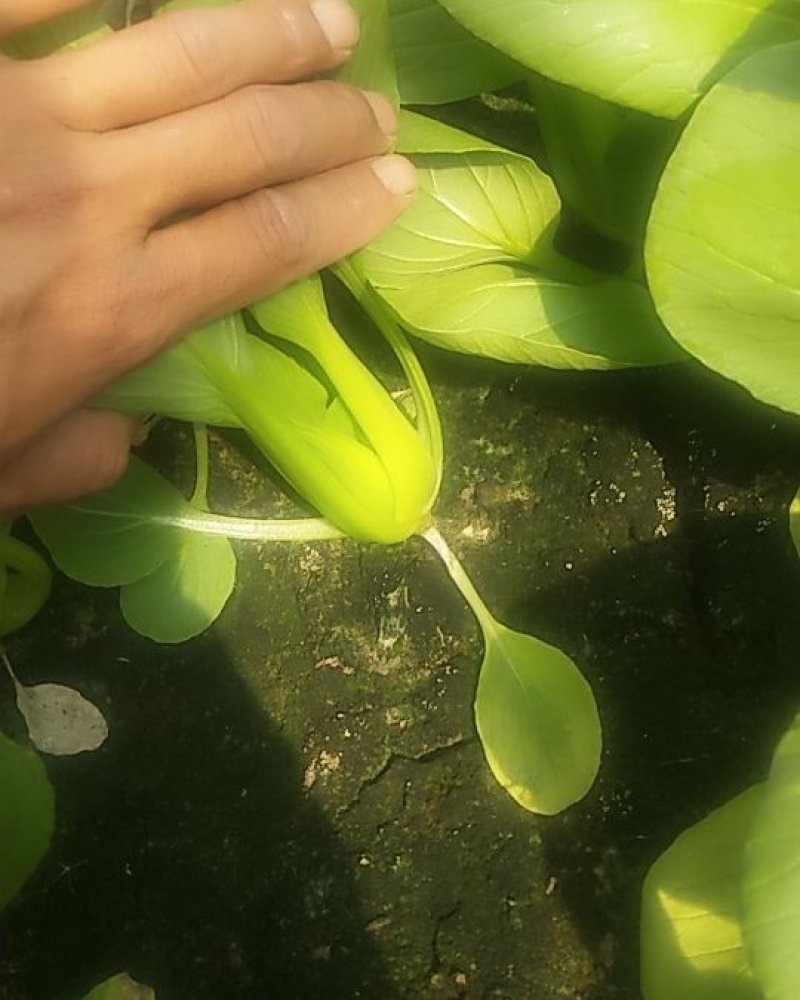 【热卖推荐】精品上海青常年供应质量保证一手货源全国发货
