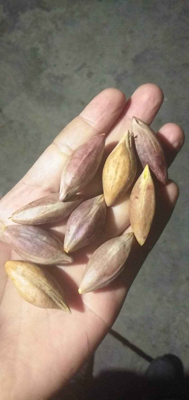 黑橄榄核工艺榄核圆靓货一手货源欢迎到实地看货