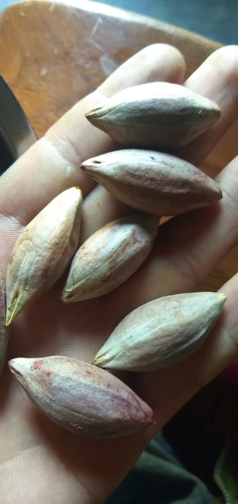 黑橄榄核工艺榄核圆靓货一手货源欢迎到实地看货