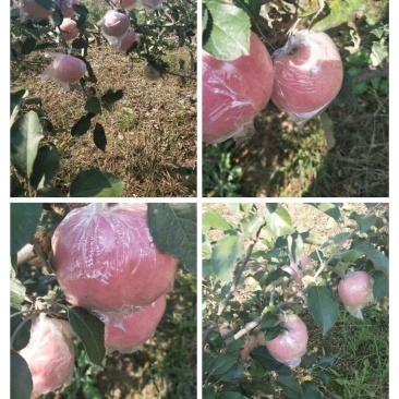 膜袋，果大脆香甜
