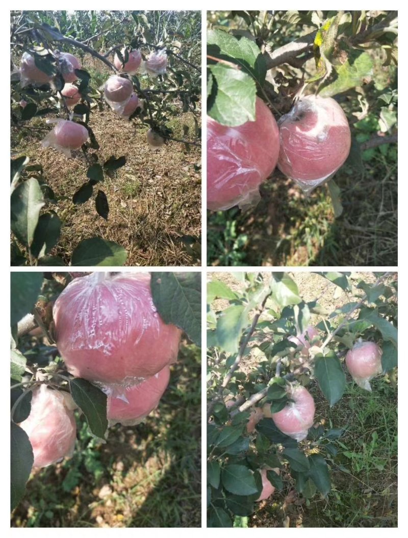 膜袋，果大脆香甜