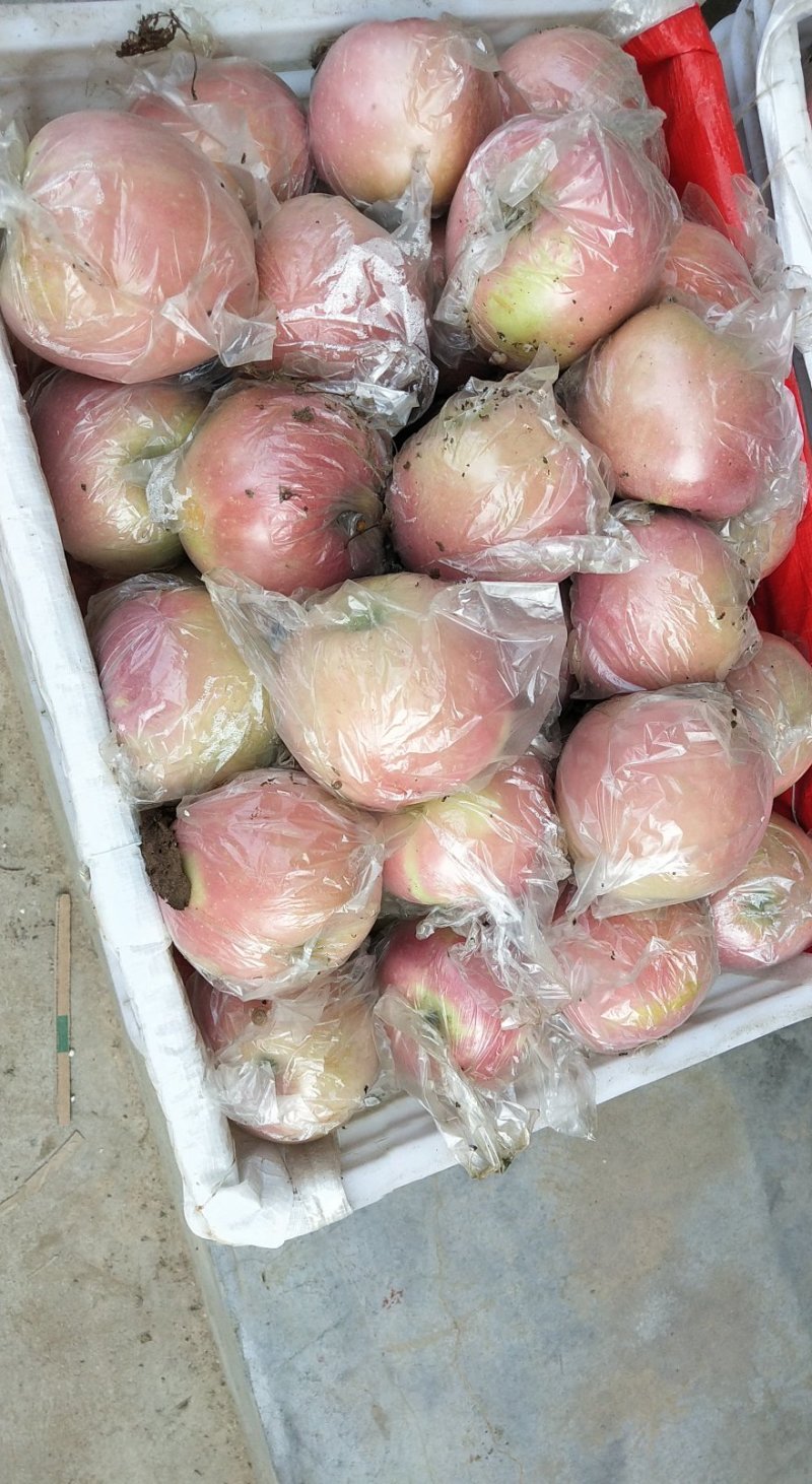 膜袋，果大脆香甜