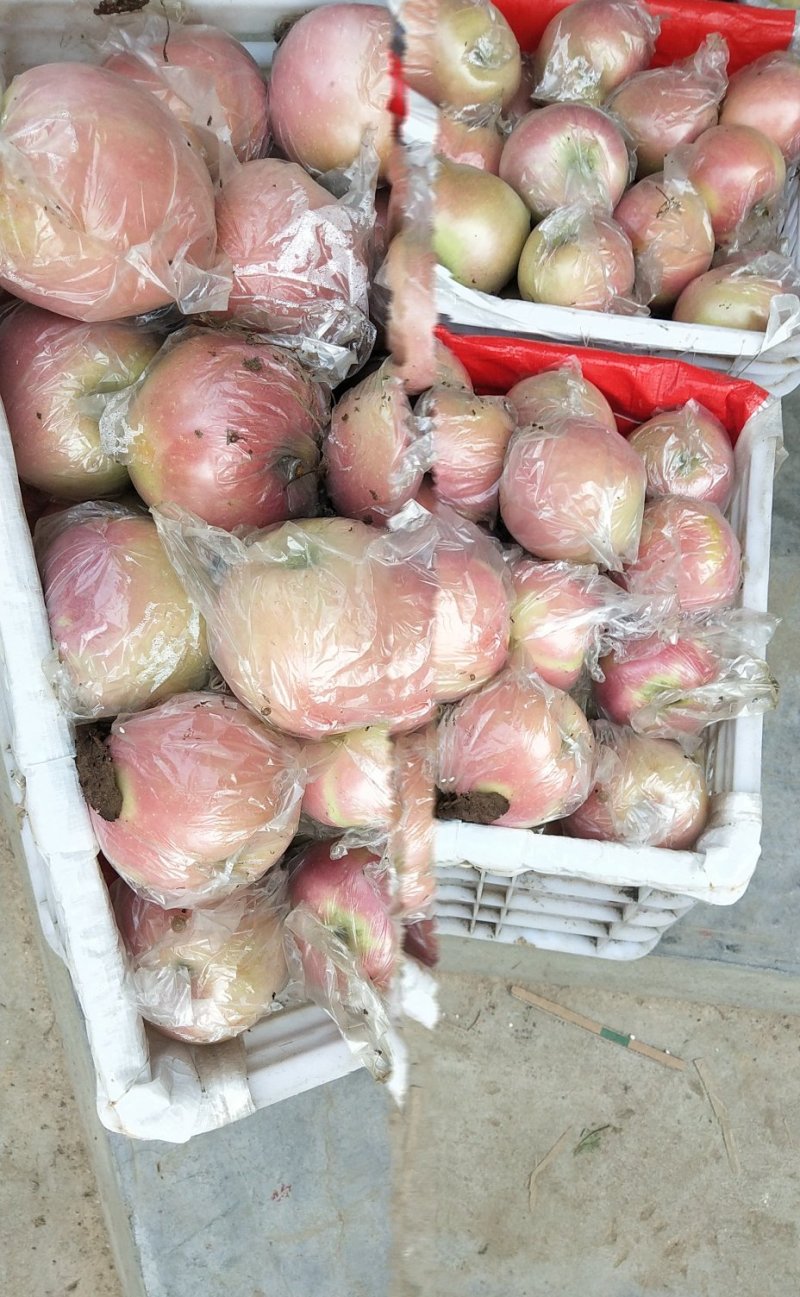 膜袋，果大脆香甜