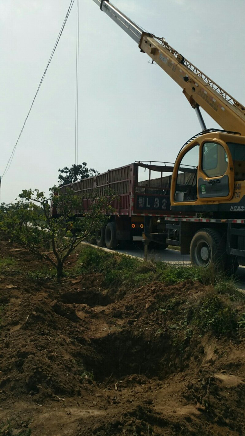 8--15公分大规格山楂树开卖价格低量大