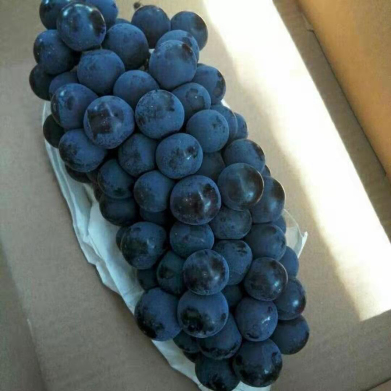 早夏黑葡萄苗早夏无核葡萄苗夏黑芽变金华葡萄苗基地