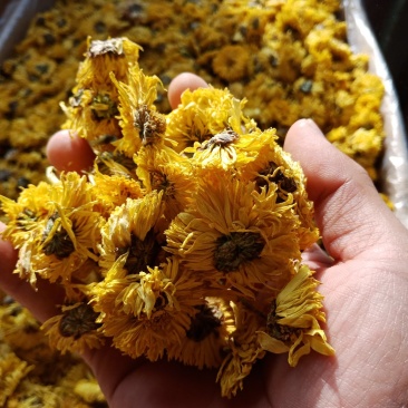 黄菊黄菊茶黄菊花菊花茶正品保证质量实图拍照无理由退