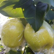 山坡雪花梨