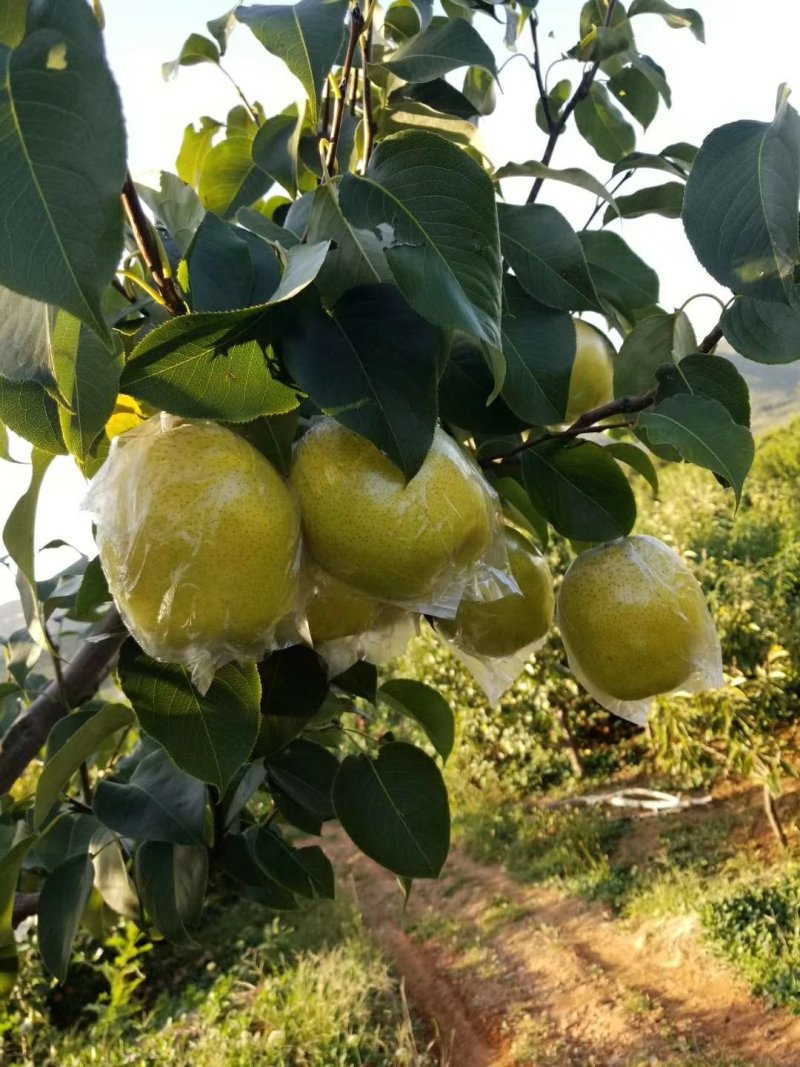山坡雪花梨