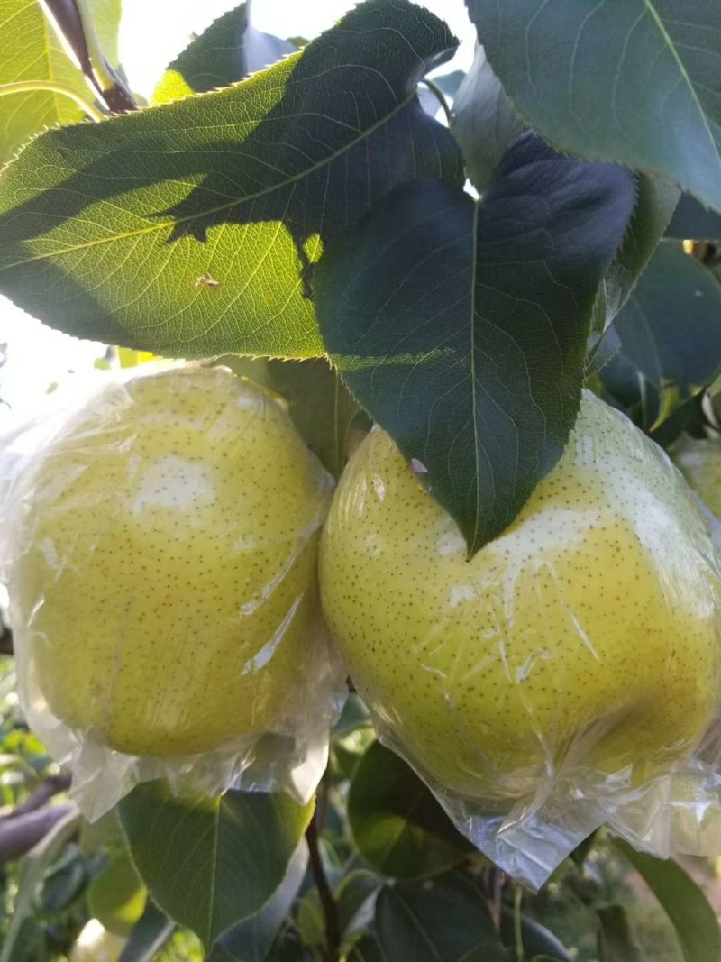 山坡雪花梨