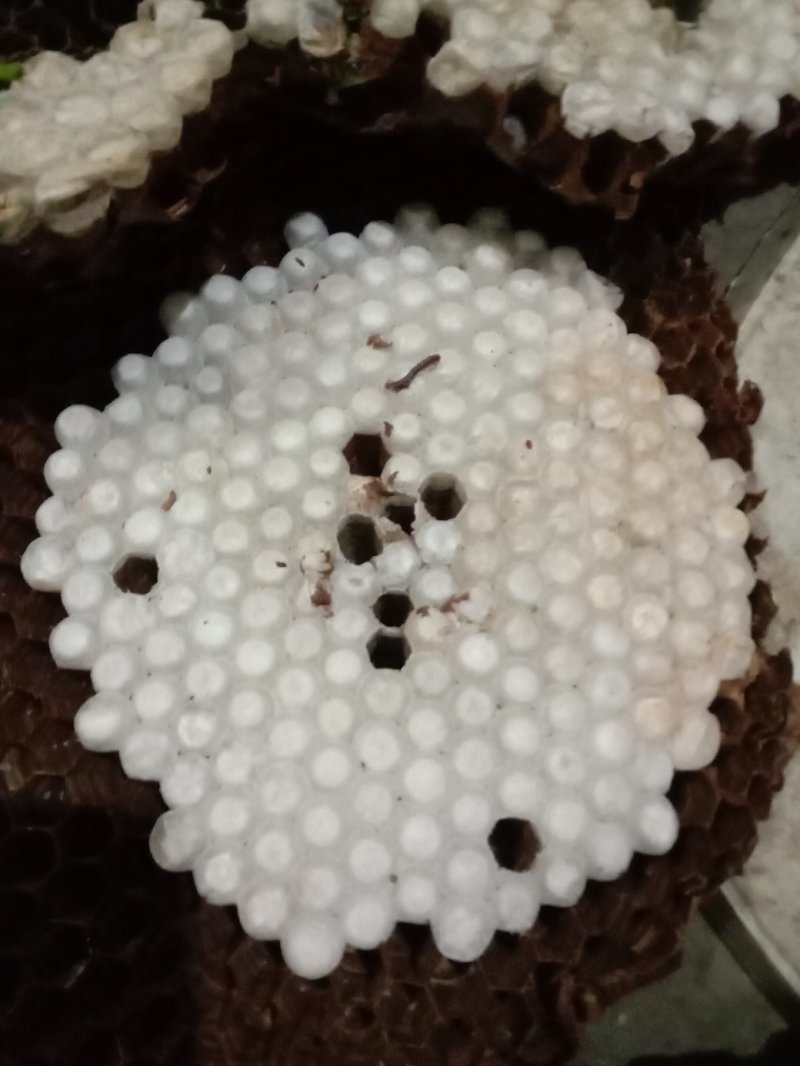 野生金环虎蜂