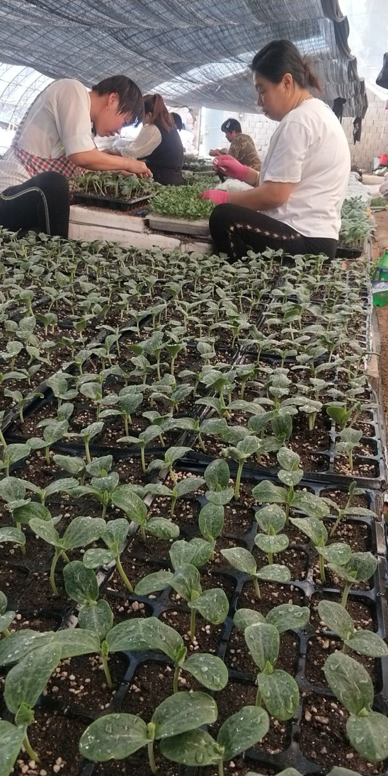 主育黄瓜苗代育各种苗木