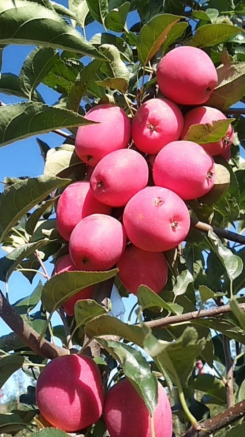 鸡心果