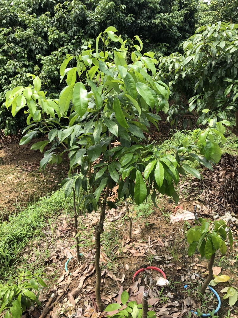 仙进奉，荔枝苗