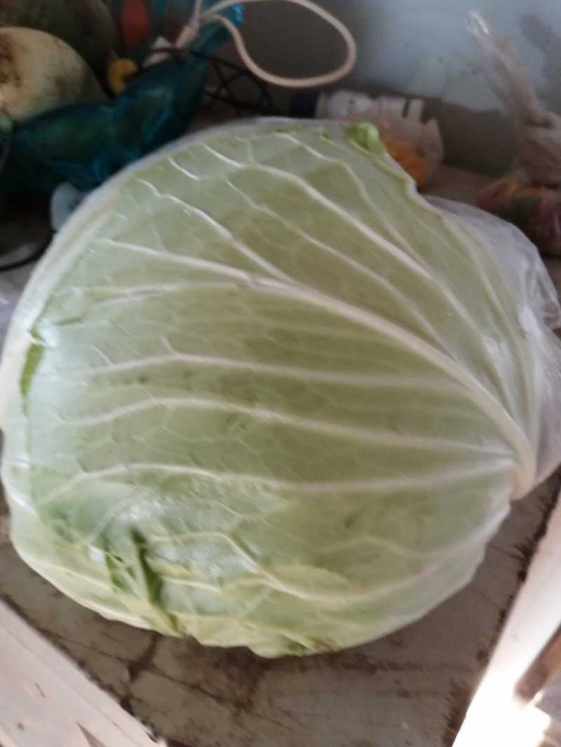 甘蓝