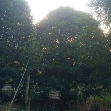 桂花