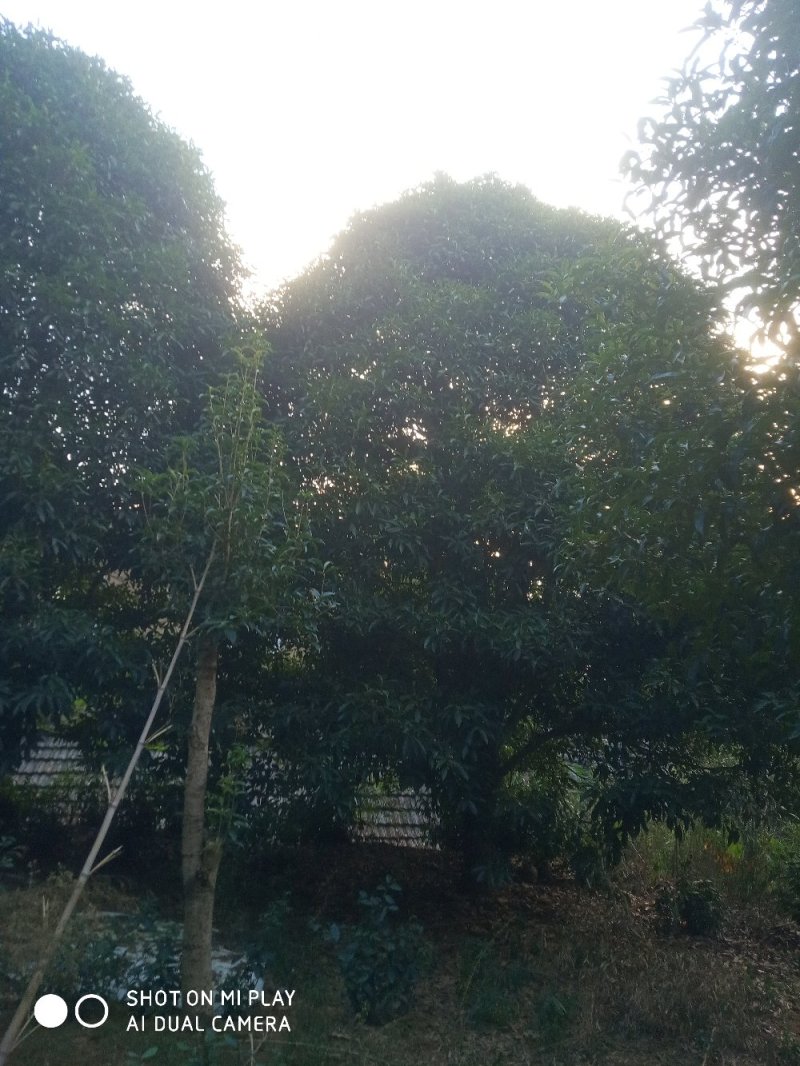 桂花