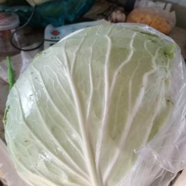甘蓝