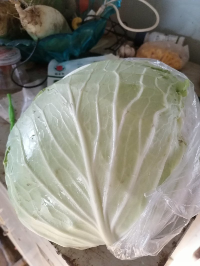 甘蓝