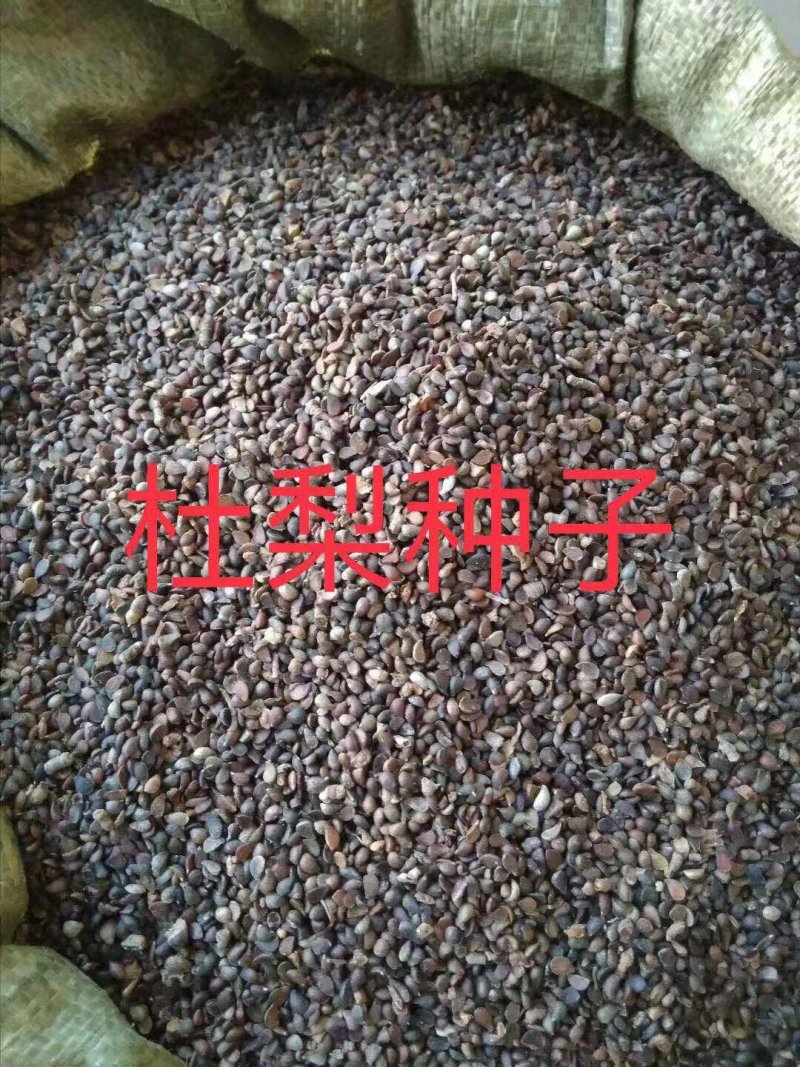 杜梨种子杜梨籽产地直发真正带刺杜梨种子饱满