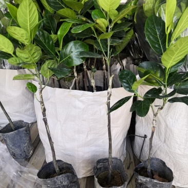 发货马来西亚一号菠萝蜜袋苗