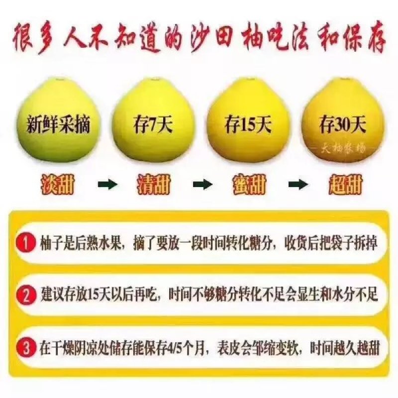 梅州沙田柚，产地整车供应一手货源