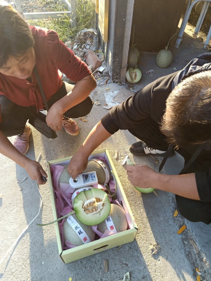 玫珑网纹瓜牛三网纹瓜粗网麻纹好产地包棚定货糖度高