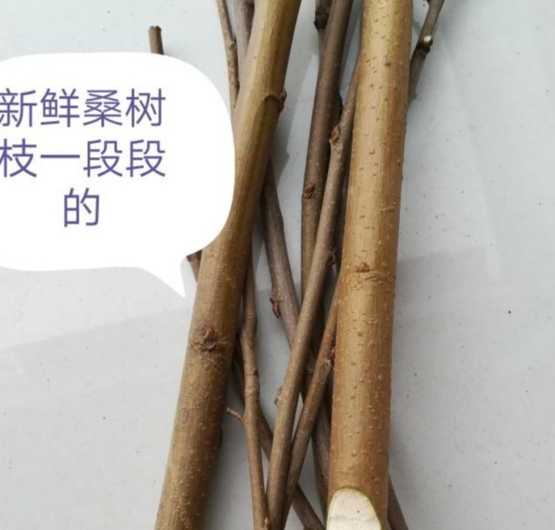 桑枝野生新鲜一段段的桑树枝条树杆棍子