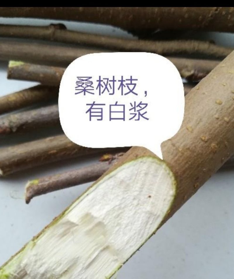桑枝野生新鲜一段段的桑树枝条树杆棍子