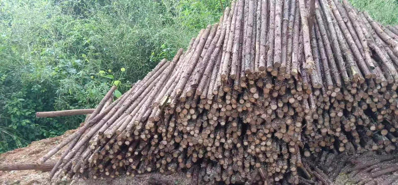 园林绿化支撑杆杉木杆松木杆