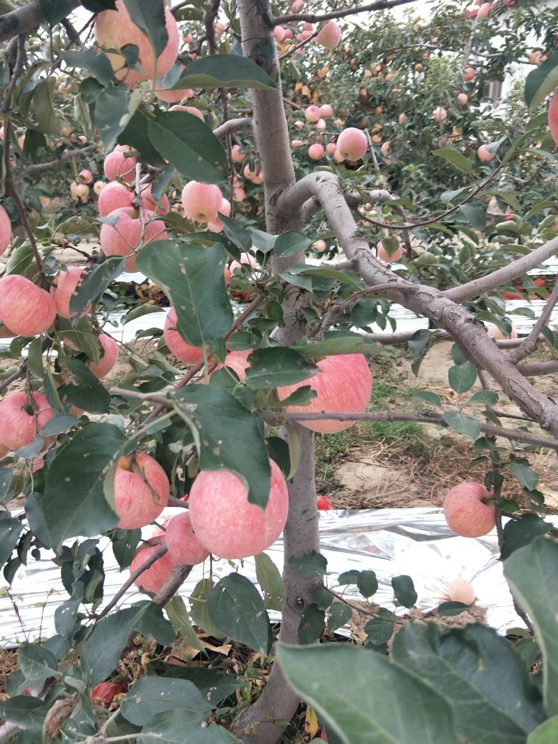 寒富苹果上市了