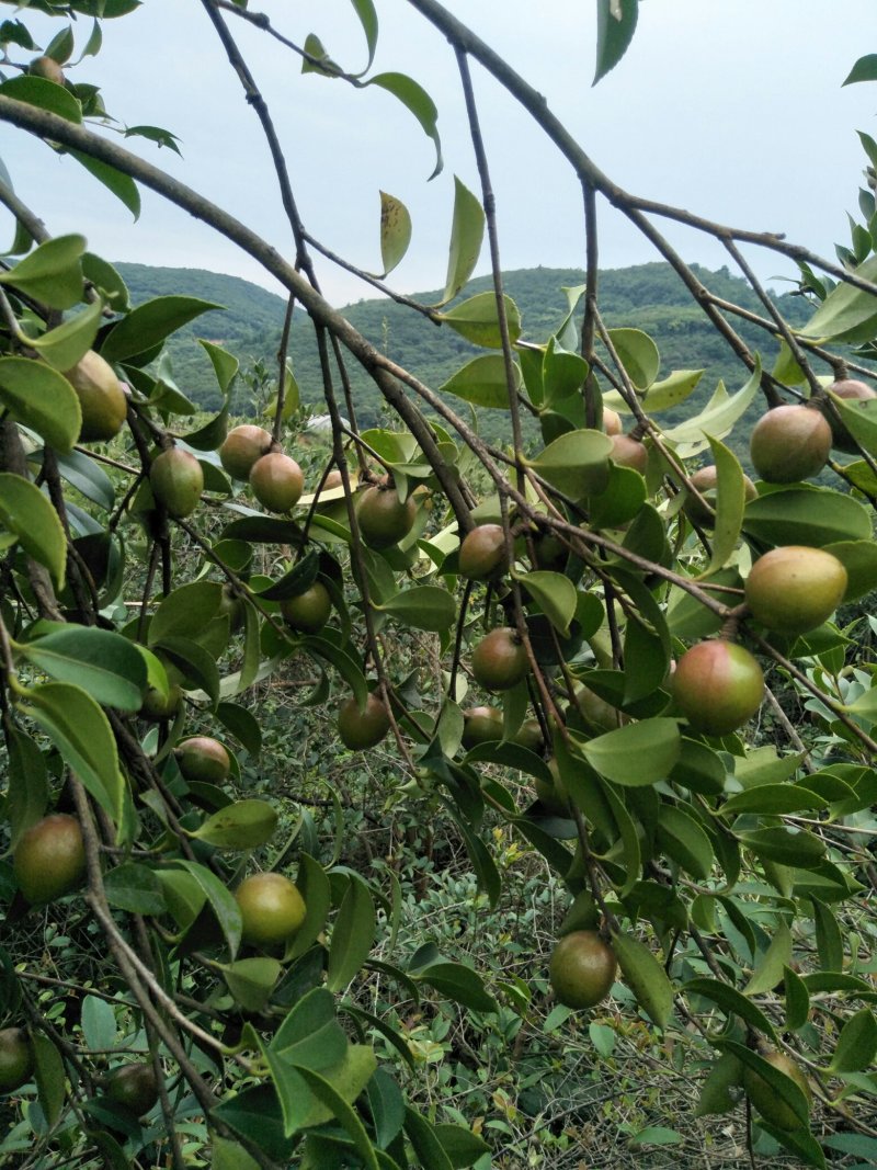 山茶油
