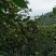 山茶油