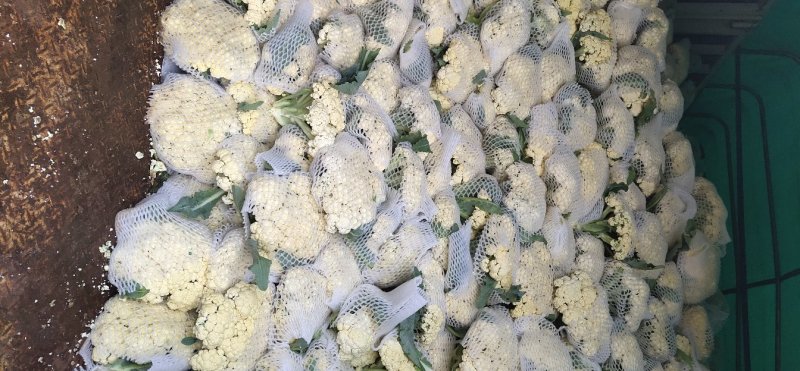 有机花，散花菜花白面青梗松花菜山东肥城基地大量供应适中