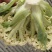 有机花，散花菜花白面青梗松花菜山东肥城基地大量供应适中