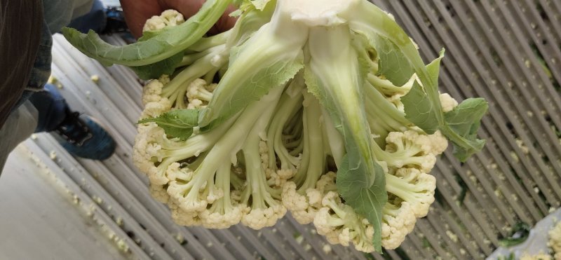 有机花，散花菜花白面青梗松花菜山东肥城基地大量供应适中
