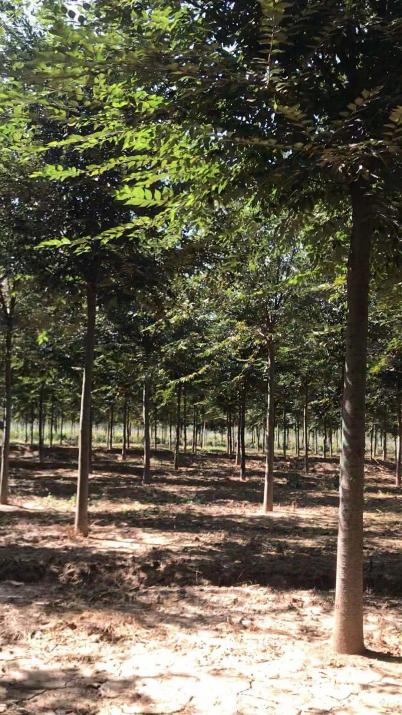 本地苗圃红榉树榉树小苗支持看货打号装车付款