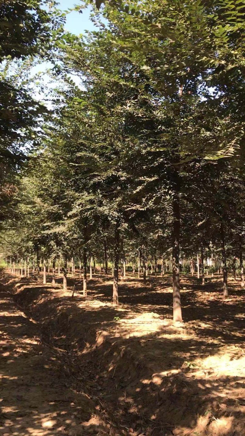 本地苗圃红榉树榉树小苗支持看货打号装车付款