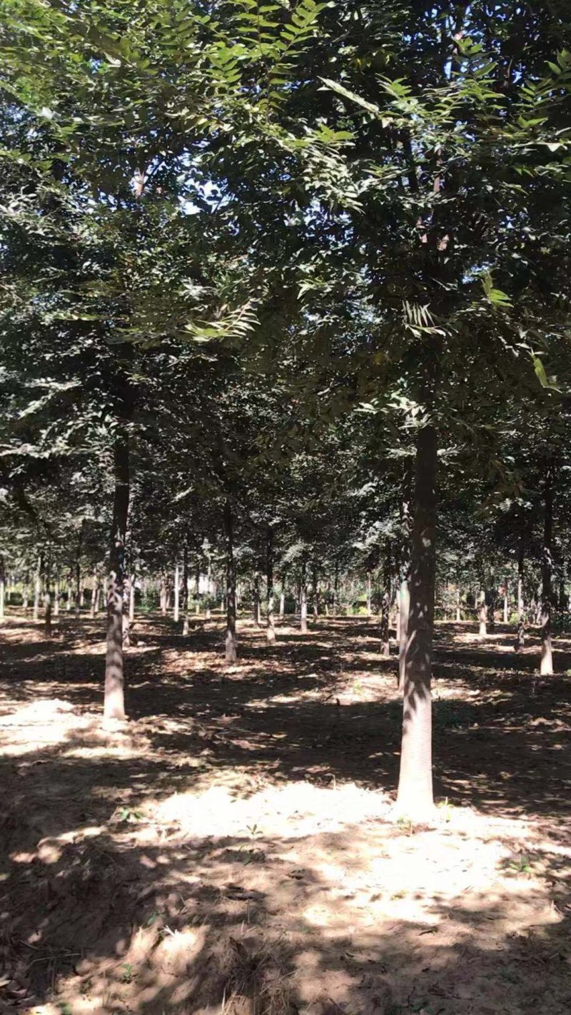 本地苗圃红榉树榉树小苗支持看货打号装车付款