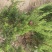 本地苗圃小龙柏龙柏球支持看货打号装车付款