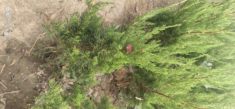 本地苗圃小龙柏龙柏球支持看货打号装车付款