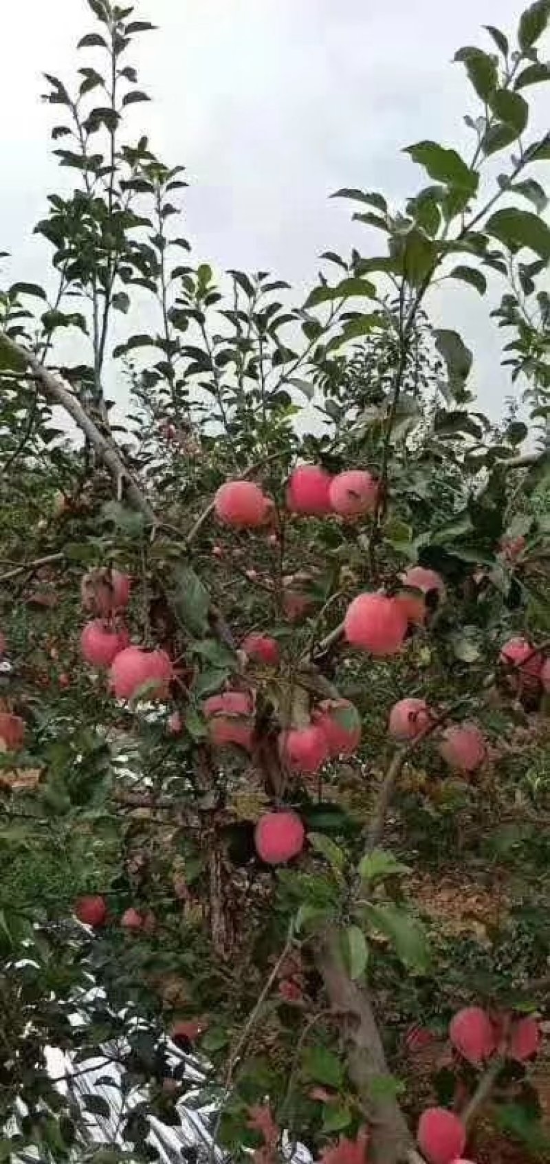 陕西高原红富士甜，汁多