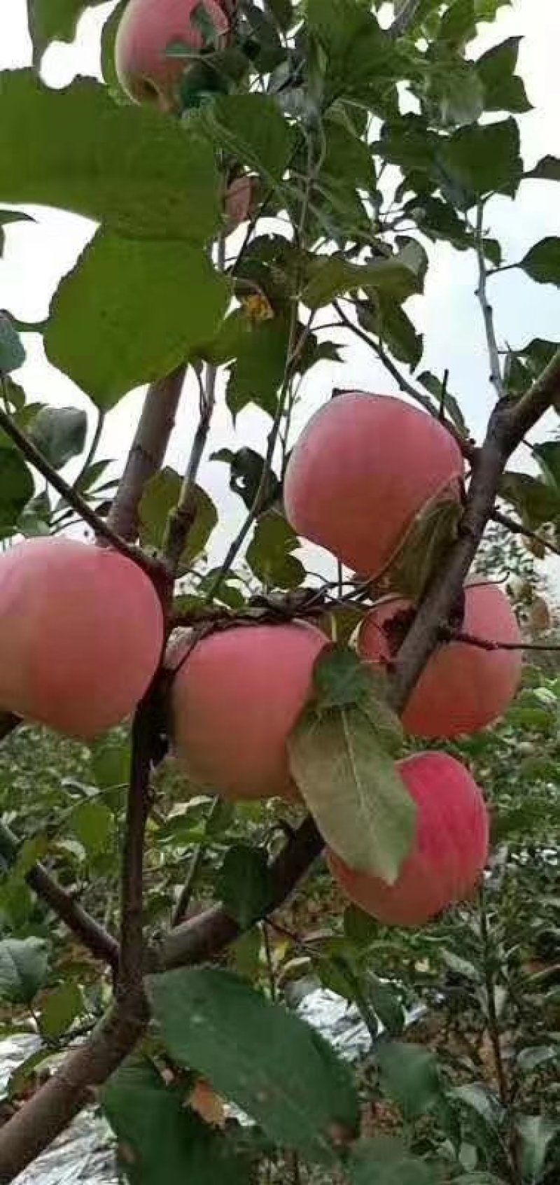 陕西高原红富士甜，汁多